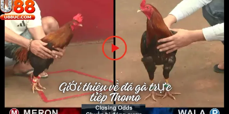 Giới thiệu về đá gà trực thiếp thomo U88